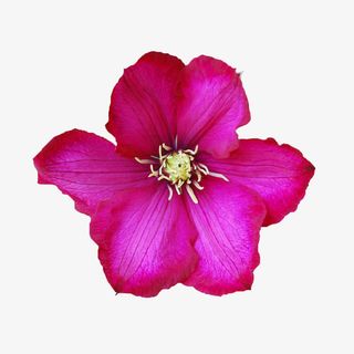 鲜花相框素材植物花卉素材免抠