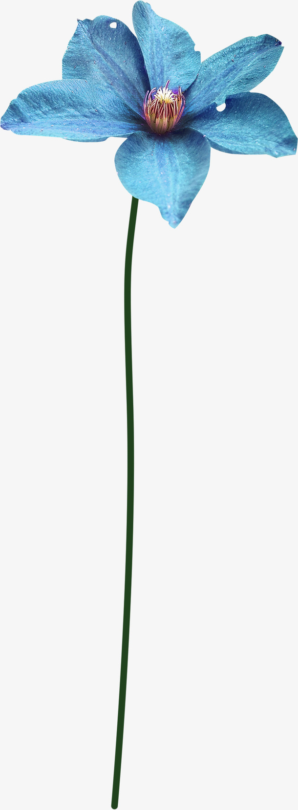 花卉免抠