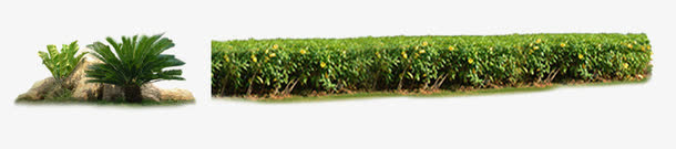 路边灌木植物绿篱免抠