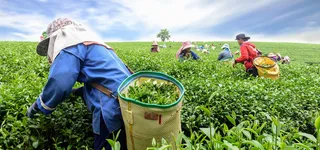 茶农背景图高清