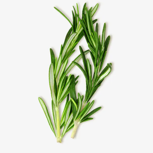 实物春天绿色植物免抠