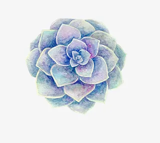 小清新插画广告设计卡通多肉盆栽免抠