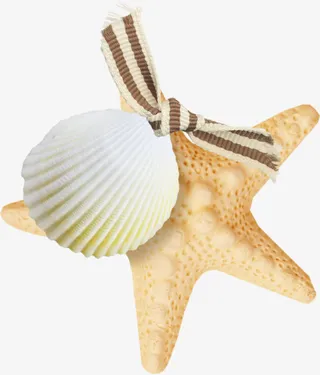 装饰元素海星免抠