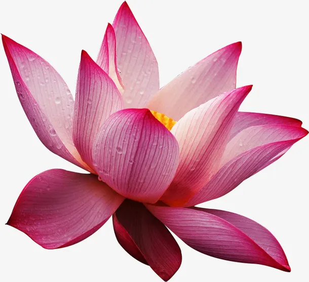 高清精美粉色荷花矢量素材免抠