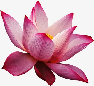 高清精美粉色荷花矢量素材免抠