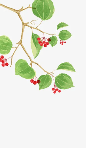 清新树枝免抠