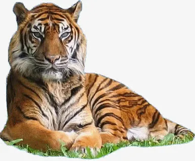 趴窝的橙色老虎素材免抠
