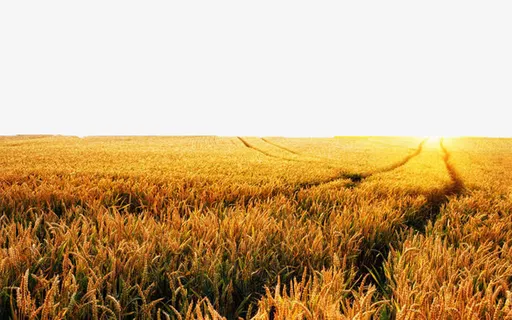 田野景色免抠 田野景色免抠