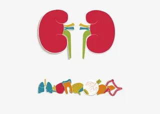 肺部矢量图免抠