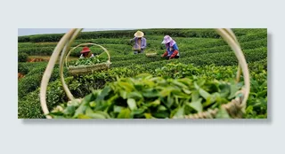 茶园背景图高清