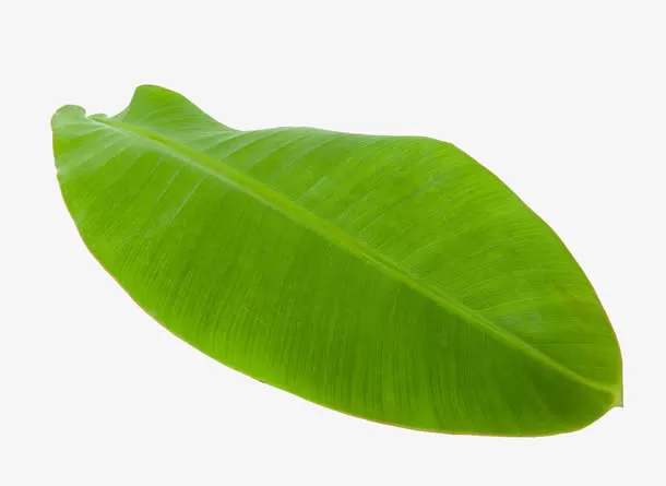 翠绿的芭蕉叶免抠