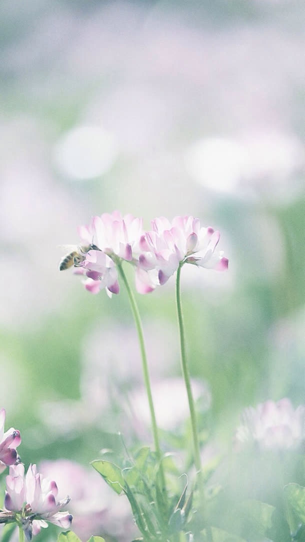 可爱密封紫白花瓣小花免抠