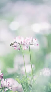 可爱密封紫白花瓣小花免抠 可爱密封紫白花瓣小花免抠