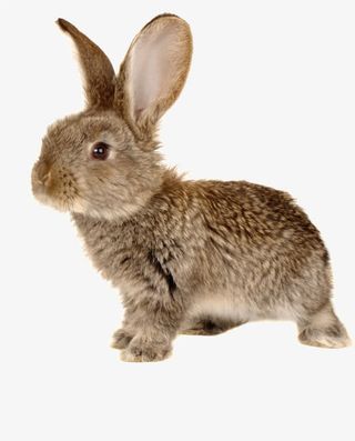 兔子眺望免抠