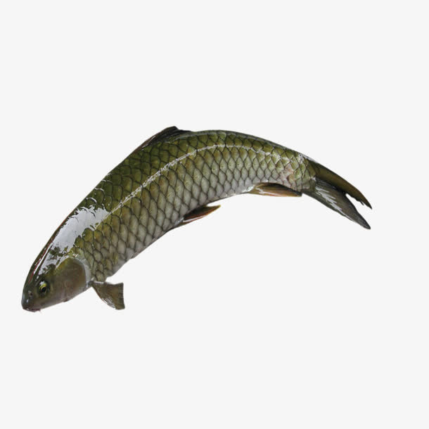 生鲜鱼免抠