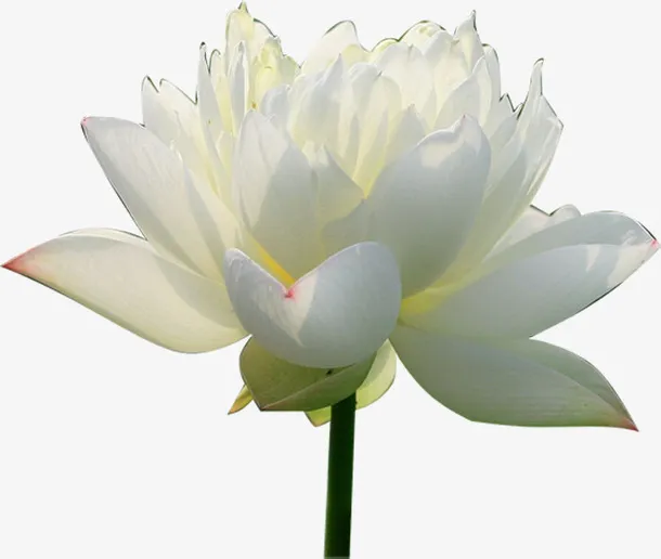 绽放白色睡莲对层花瓣免抠