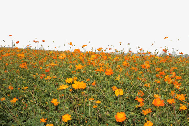 花海装饰素材黄色免抠