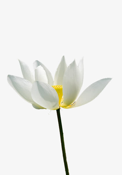 白色荷花免抠