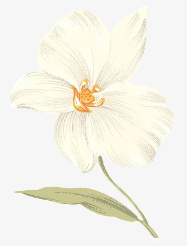 手绘山茶花免抠