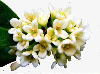 八月古称桂月免抠