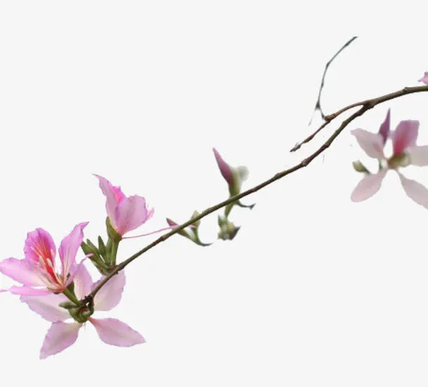 紫金花花朵免抠