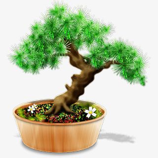 万年松树盆景免抠