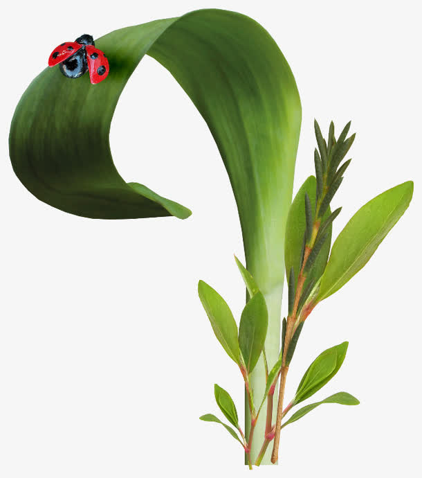 绿草免抠