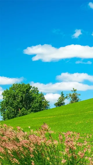 蓝天白云花卉草原H5背景高清