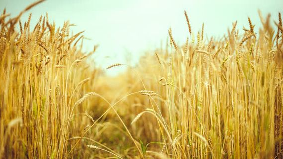 金色水稻海报背景