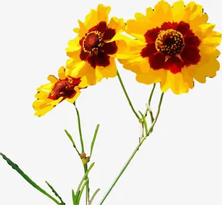 雪菊花朵矢量元素免抠