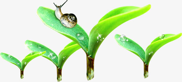 高清摄影绿色的植物蜗牛免抠