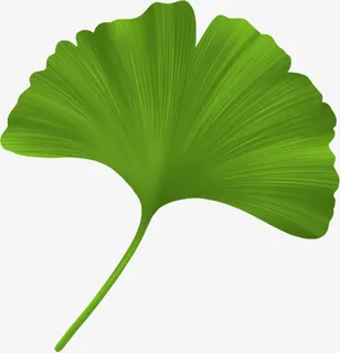 秋天的银杏叶3免抠 秋天的银杏叶3免抠