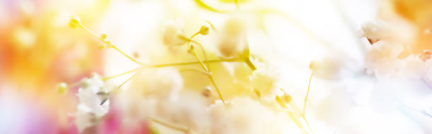 黄色花朵温暖背景banner