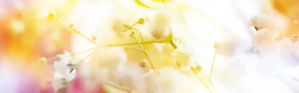 黄色花朵温暖背景banner