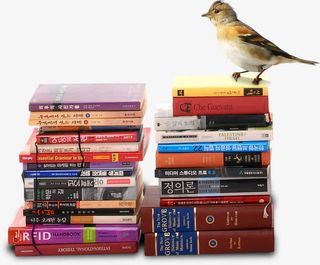 春季小鸟各类书籍免抠