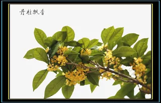 金桂桂花树免抠