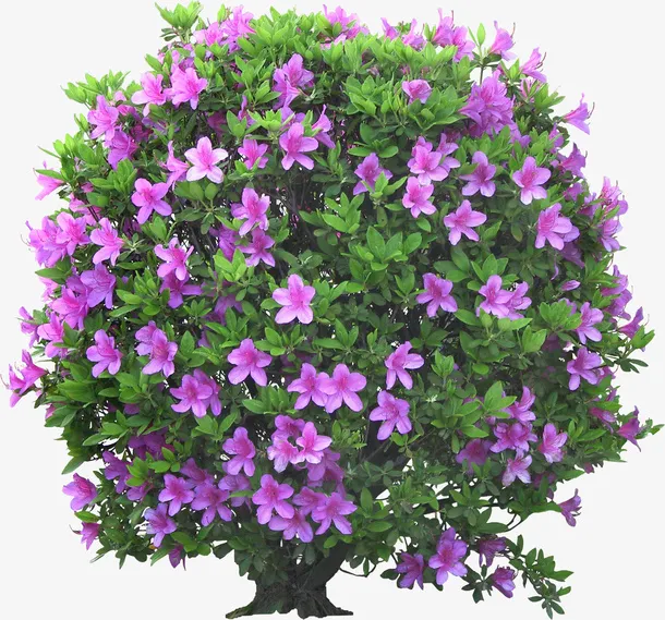 景观植物锦绣杜鹃灌木球免抠