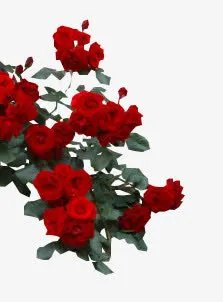 蔷薇花免抠