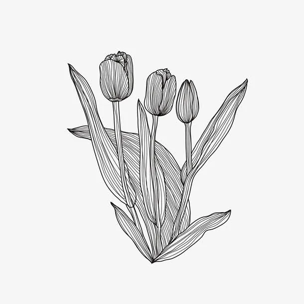 郁金香创意矢量手绘花卉免抠