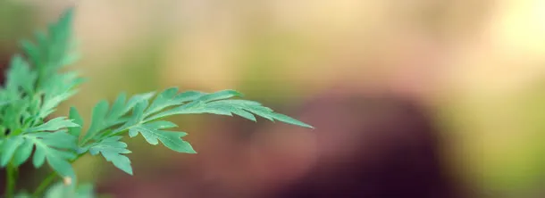 唯美广告banner创意设计