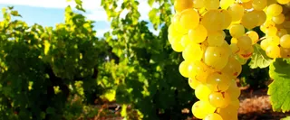 葡萄 树枝 树叶 绿色高清