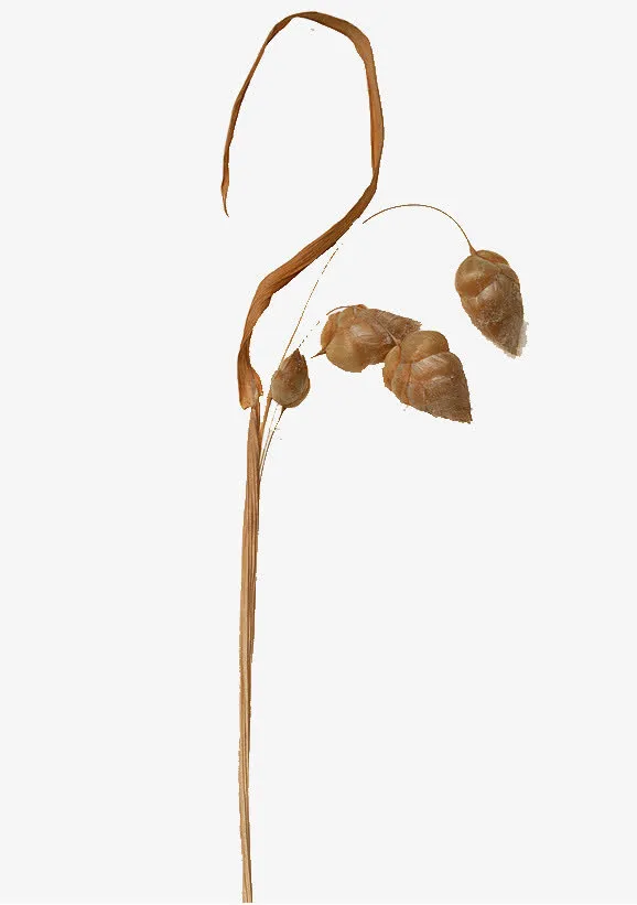 干花树枝免扣素材免抠