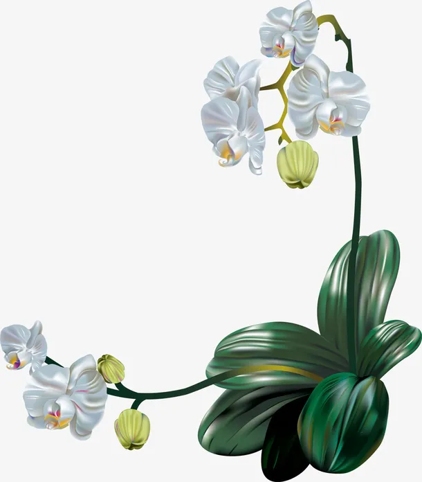 兰花鲜花免抠
