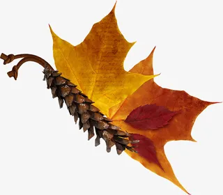 卡通装饰图片水彩花草素材免抠