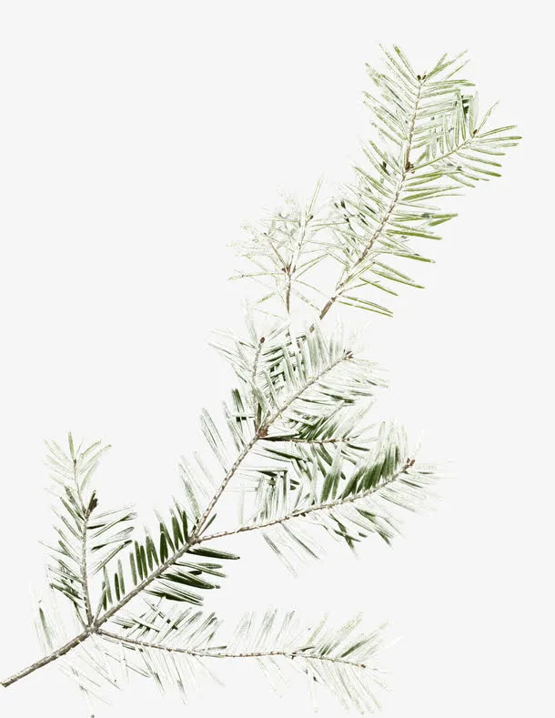 绿色松树枝免抠