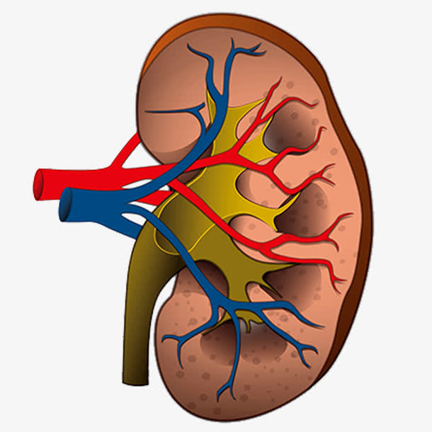 不规则图形透明肾设计素材免抠