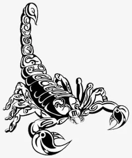 蝎子免抠 蝎子免抠