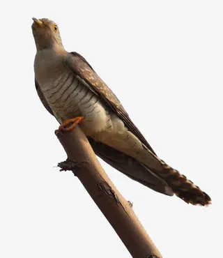 站在枝头的鸟免抠