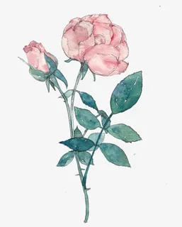 手绘粉色的月季免抠