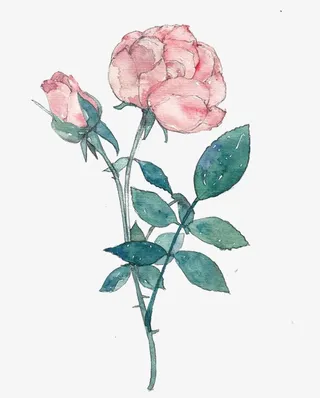 手绘粉色的月季免抠